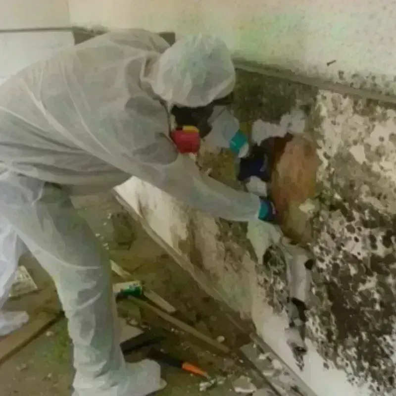 Mold Remediation and Removal in Baylor County, TX